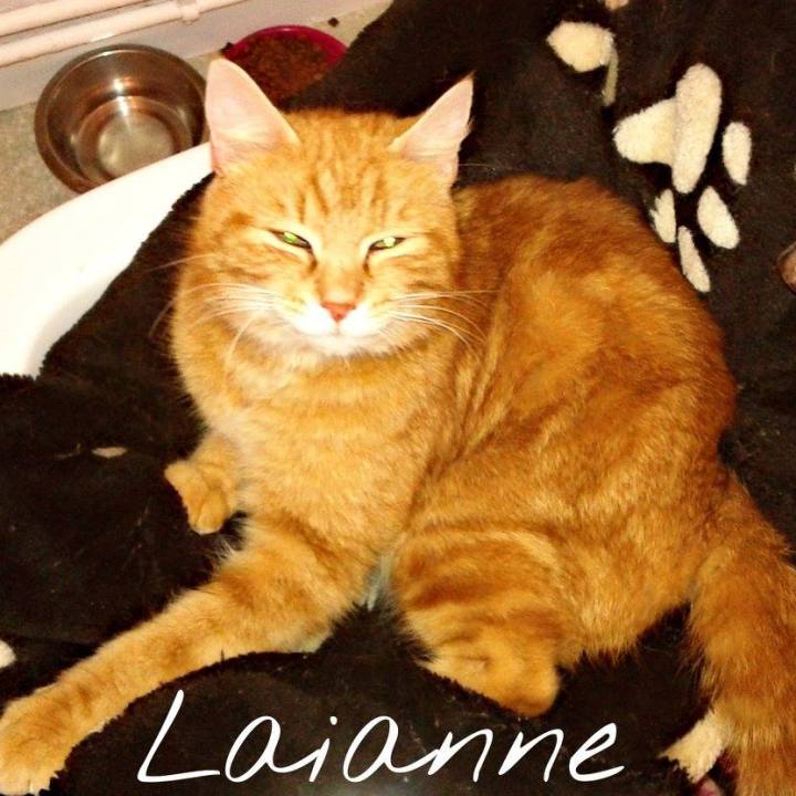 Laianne, jeune chatte trouvée avec ses petits.