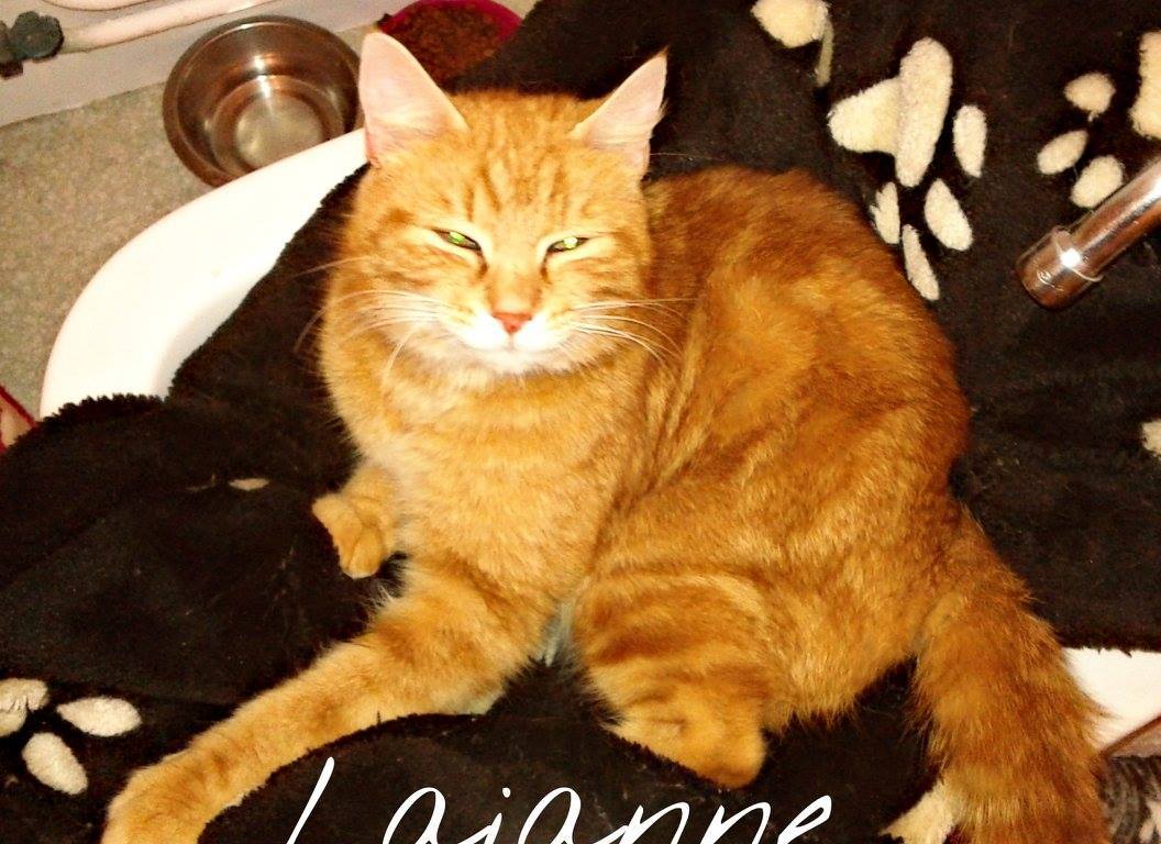 Laianne, jeune chatte trouvée avec ses petits.