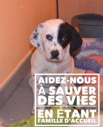 recherche FA chiot