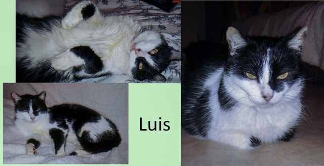 Luis