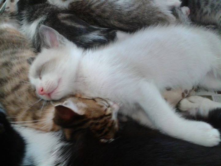 13453865_10209778894818535_1124840835_n (1)