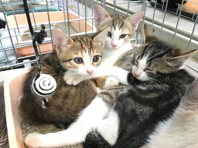 Moïsette, Mulan et Marcel