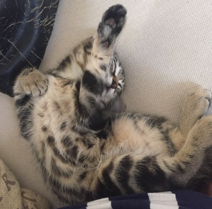 Moka dans sa nouvelle maison