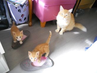 Mistigrif, Miel et Mozart