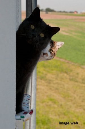 15_black cat curieux