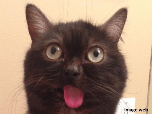 16_chat qui tire la langue