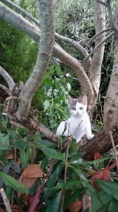 Mattie dans l'olivier de sa nounou