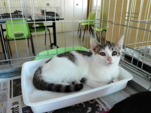 mandarine-adoptee-02_ja-23-09-16