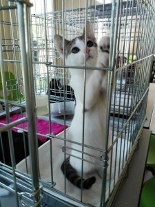 mandarine-adoptee-04_ja-23-09-16