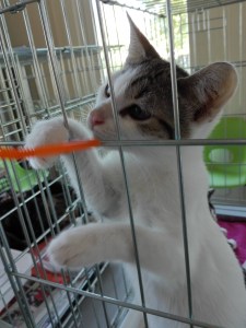 mandarine-adoptee-05_ja-23-09-16