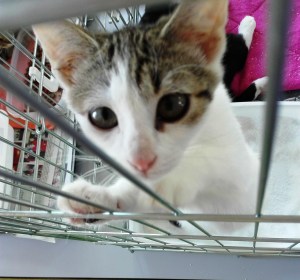 mandarine-adoptee-06_ja-23-09-16