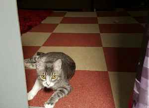 Linko-Flipper_juin-2016