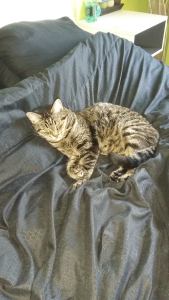 Hope - Misty_sept 2016