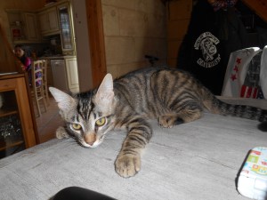 levon-link_avril-2016