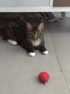 madiba-et-son-jouet-fetiche_aout-2016