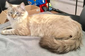 marquis-chez-ses-adoptants_nov-2016