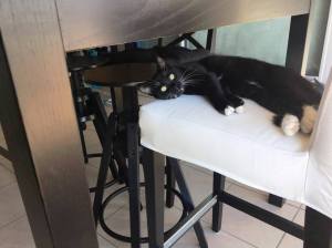 melys-chez-ses-adoptants_20-10-16