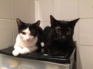 miou et deeta_sept-2016