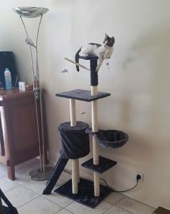 mobi-chez-ses-adoptants