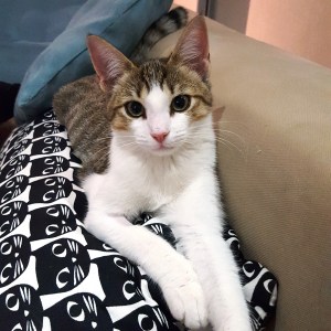 Mulan-Hermes_sept-2016