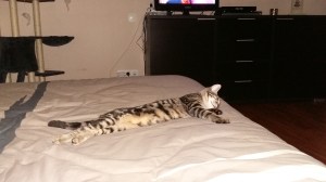 Réglisse_août 2016