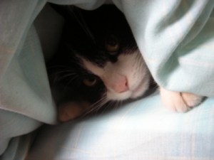chat-sous-la-couette