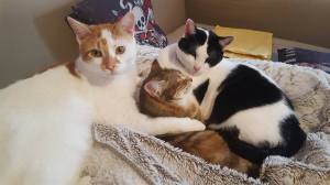 massai-muscade-greco