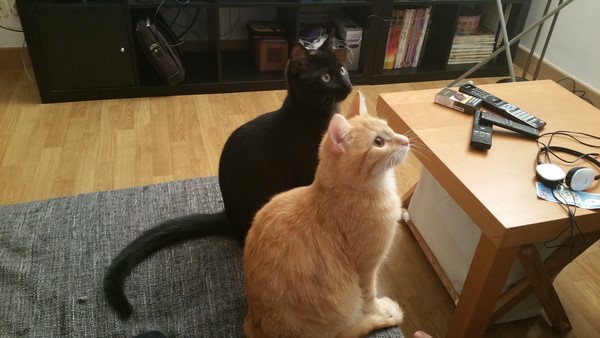 freyja-ex-meringue-janvier-2017-copier