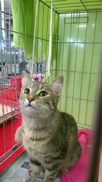 malinette-janvier-2017-3