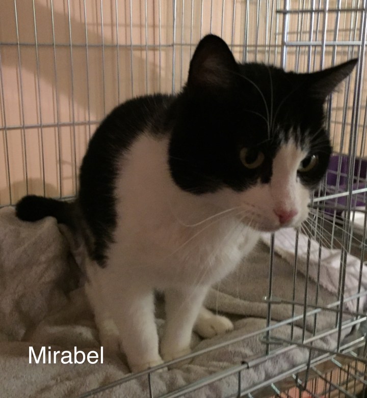 mirabelle