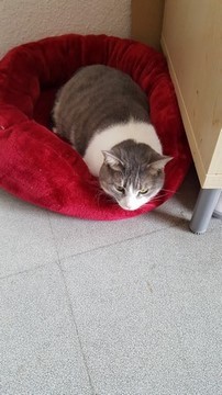 Indilla mars 2017 (Copier)