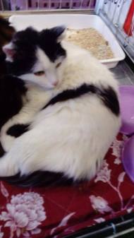 Meilane 2 avril 2017