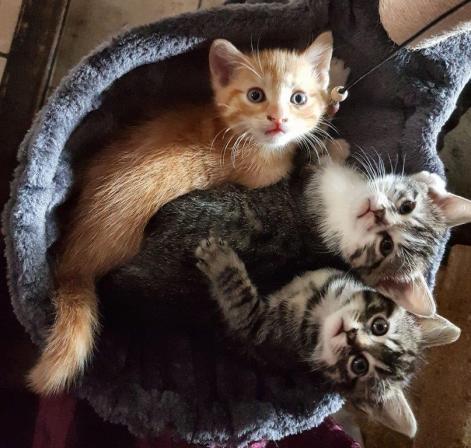 Chatons Astakhoff 20 avril 2017