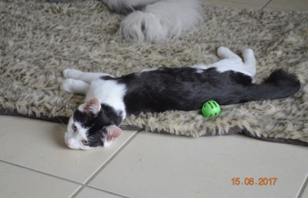 Nesquick 4 août 2017 (Copier)