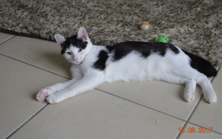 Nesquick 5 août 2017 (Copier)