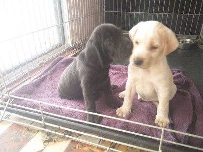 Norton et Never juin 2017 (Copier)