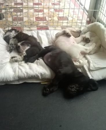 Norton-Never-Narnia au dodo