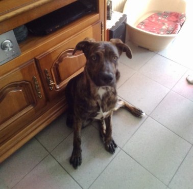 Nougat sept. 2017 (Copier)