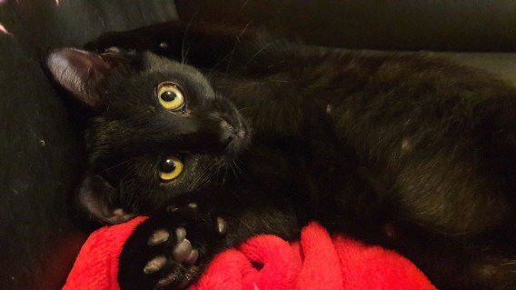 Nausica 2 août 2017