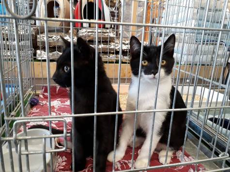 Newton et Ninocheka août 2017