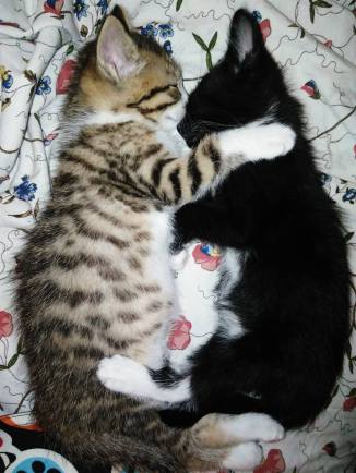 Nolah et Nomie juillet 2017