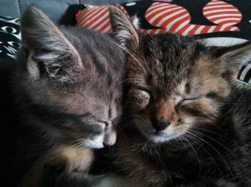 Norman et Nila juillet 2017