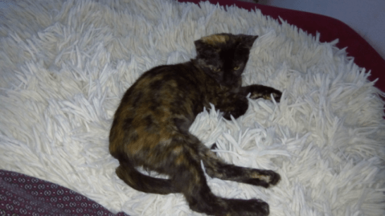 Nocibé 1 août 2017