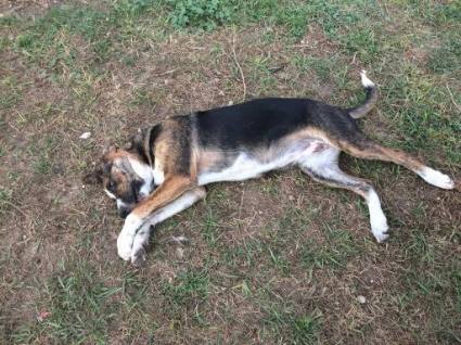 Nouchka 2 juillet 2017