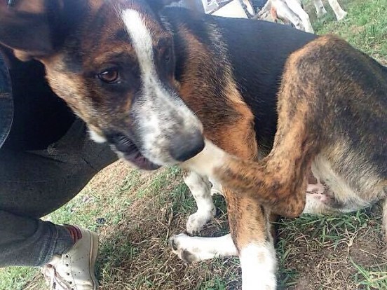 Nouchka 3 juillet 2017