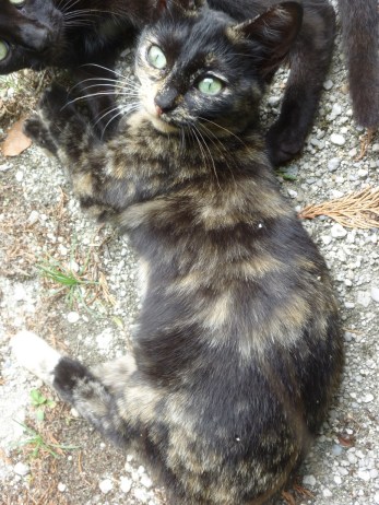 Noisette bis septembre 2017