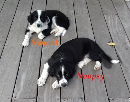 Noopsy et Nanouk sept. 2017