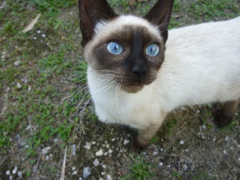 Nougat bis septembre 2017