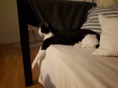 Fidji 3 octobre 2017 (Copier)