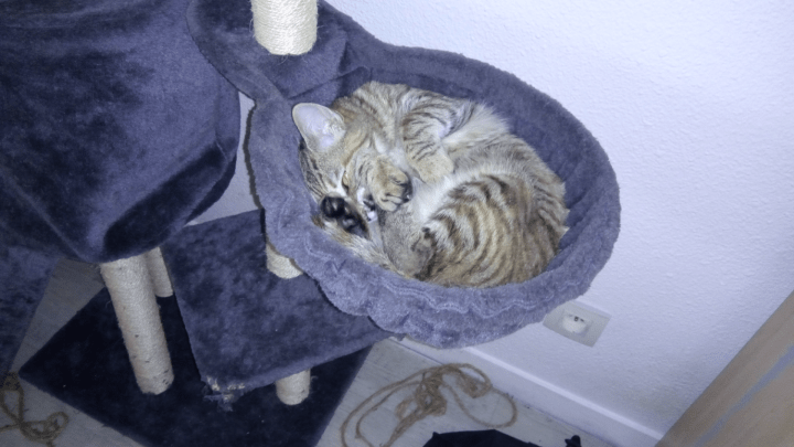 Névée nov. 2017 (Copier)